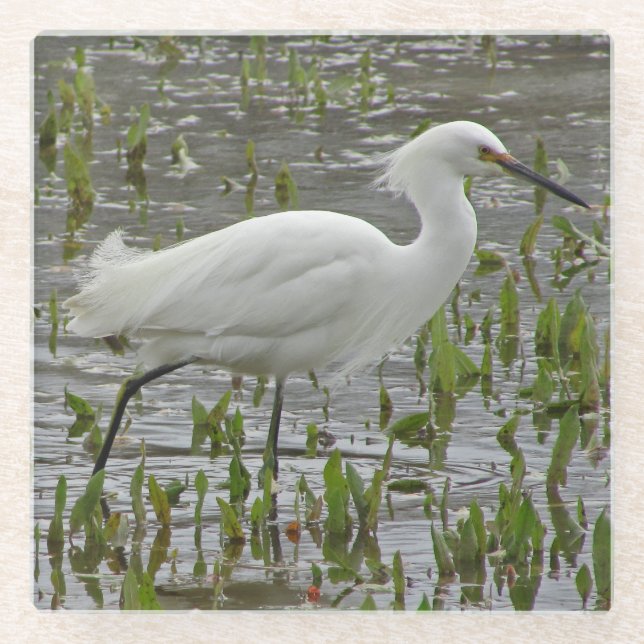 Posavasos De Vidrio Naturaleza Blanco Wading Bird Photo Large Egret (Anverso)
