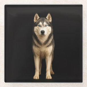 Posavasos de vidrio negro 4 Luxe, Husky Elite Hela