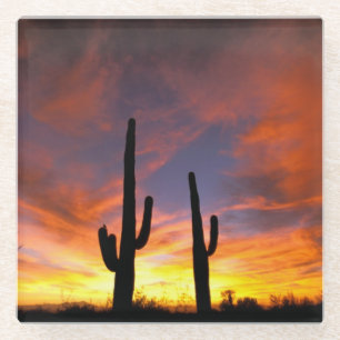 Posavasos De Vidrio Norteamérica, EE. UU., Arizona, Desierto de Sonora
