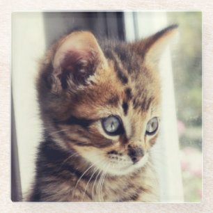 Posavasos De Vidrio Observación del gatito del Tabby