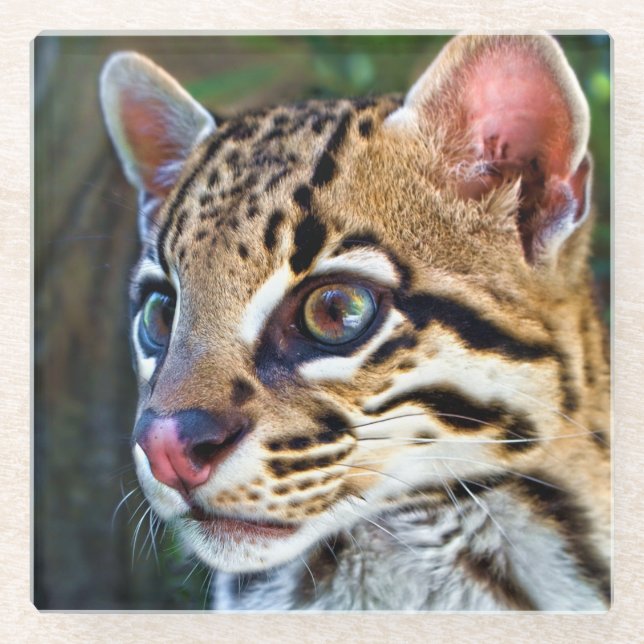 Posavasos De Vidrio Ocelot - Wild Mini Jaguar (Anverso)
