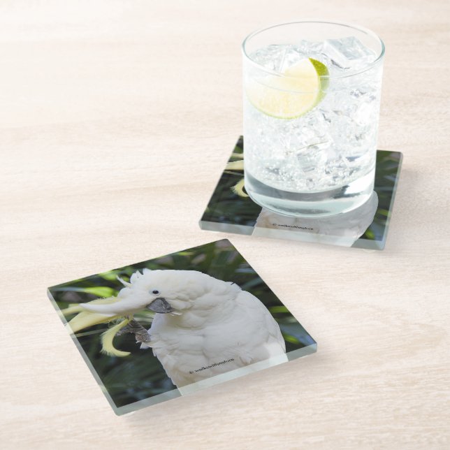 Posavasos De Vidrio Olas de coco con crema de azufre al fotógrafo (Angular)