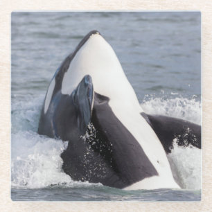 Posavasos De Vidrio Orca saltando fuera del agua