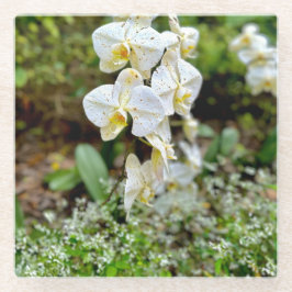 Posavasos De Vidrio Orquídea Blanca