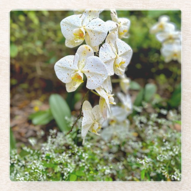 Posavasos De Vidrio Orquídea Blanca (Anverso)