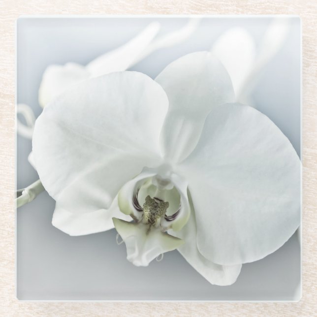 Posavasos De Vidrio Orquídea Phalaenopsis Blanca (Anverso)