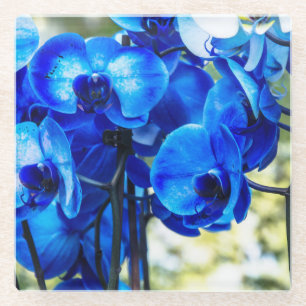 Posavasos De Vidrio Orquídeas azules