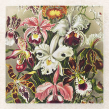 Orquídeas Orchideae Denusblumen Ernst Haeckel