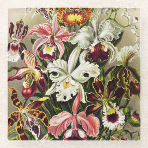 Posavasos De Vidrio Orquídeas Orchideae Denusblumen Ernst Haeckel