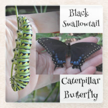 Oruga/Mariposa de Cola de Golondrina Negra