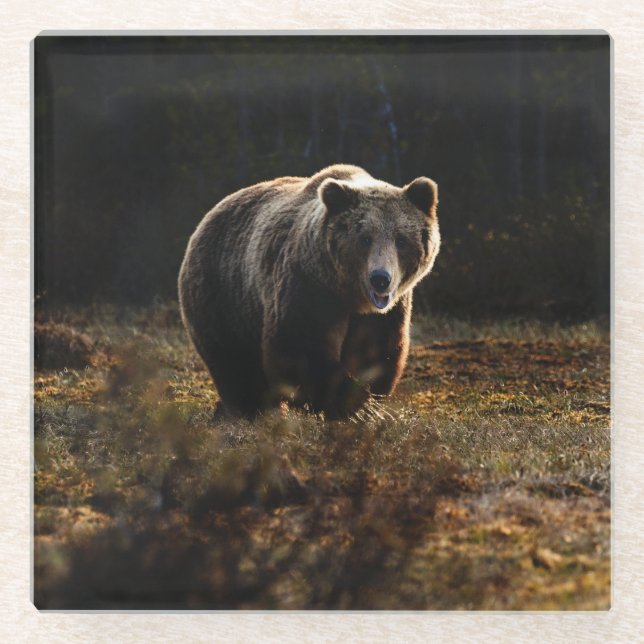 Posavasos De Vidrio Oso (Anverso)