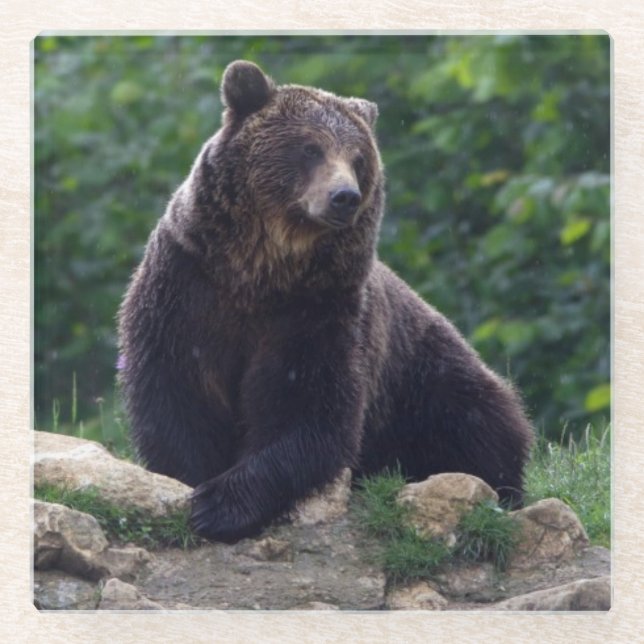 Posavasos De Vidrio Oso de Brown (Anverso)