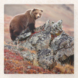 Posavasos De Vidrio Oso de Denali Brown