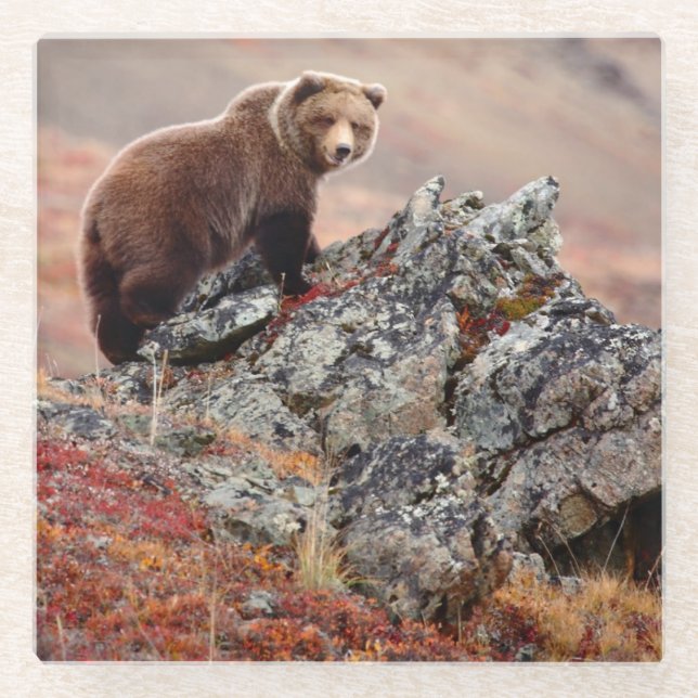 Posavasos De Vidrio Oso de Denali Brown (Anverso)