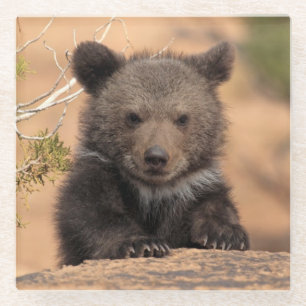 Posavasos De Vidrio Oso grizzly Cub