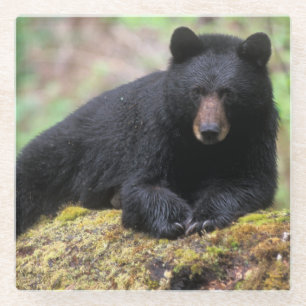 Posavasos De Vidrio Oso negro en un tronco de crecimiento antiguo en e