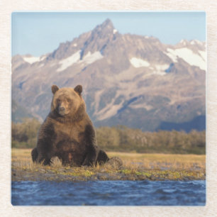 Posavasos De Vidrio oso pardo, Ursus arctos, oso grizzly, Ursus