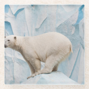 Posavasos De Vidrio Oso Polar: Vistazo al Zoo Habitat