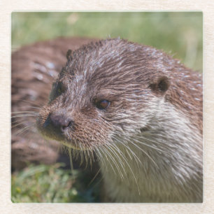 Posavasos De Vidrio Otter euroasiático descansando al sol