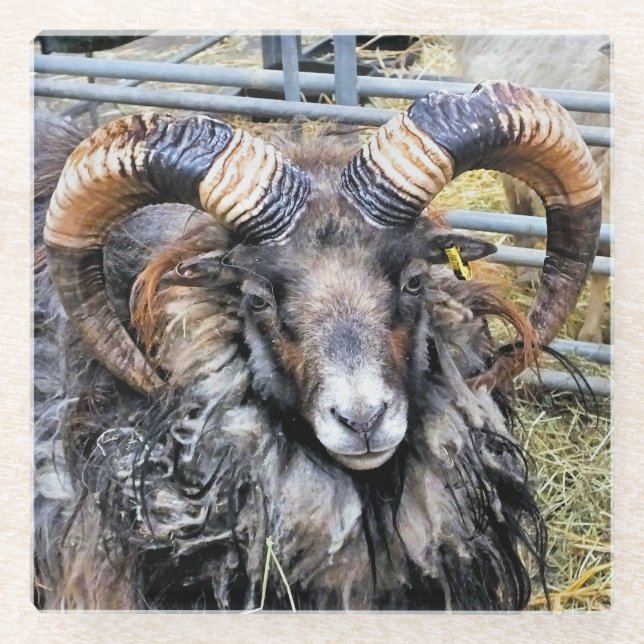 POSAVASOS DE VIDRIO OVEJAS (Anverso)