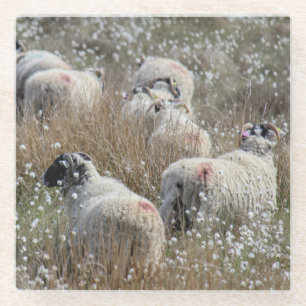 Posavasos De Vidrio Ovejas Swaledale en hierba de algodón en Northhumb