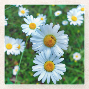 Posavasos De Vidrio Ox-Eye Daisies