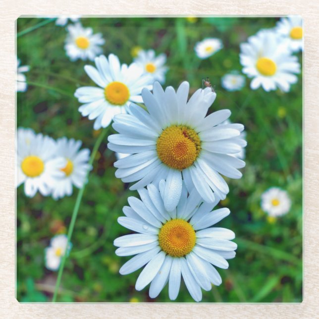 Posavasos De Vidrio Ox-Eye Daisies (Anverso)