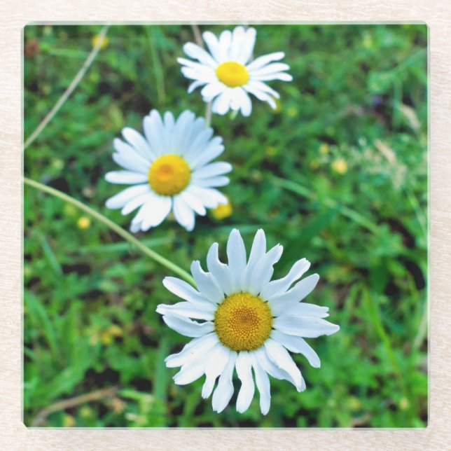 Posavasos De Vidrio Ox-Eye Daisies (Anverso)