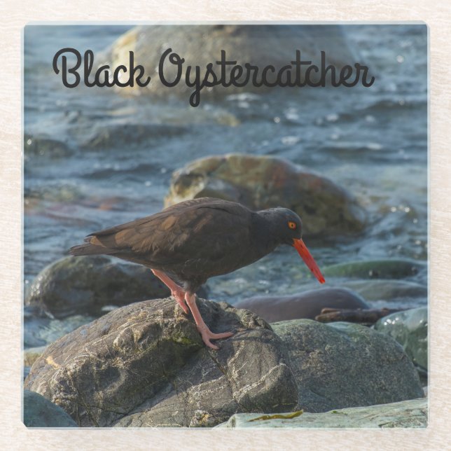 Posavasos De Vidrio Oystercatcher negro (Anverso)