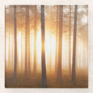 Posavasos De Vidrio Paisaje del bosque del pino