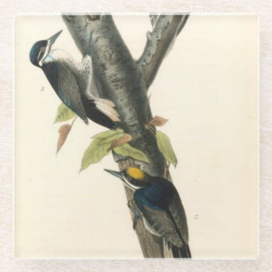 Posavasos De Vidrio Pájaro carpintero - Coaster de vidrio