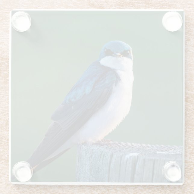 Posavasos De Vidrio Pájaro curioso (Reverso)