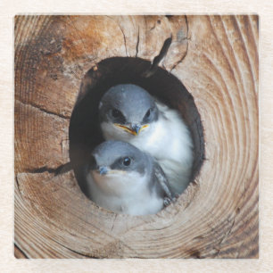 Posavasos De Vidrio Pájaros de bebé