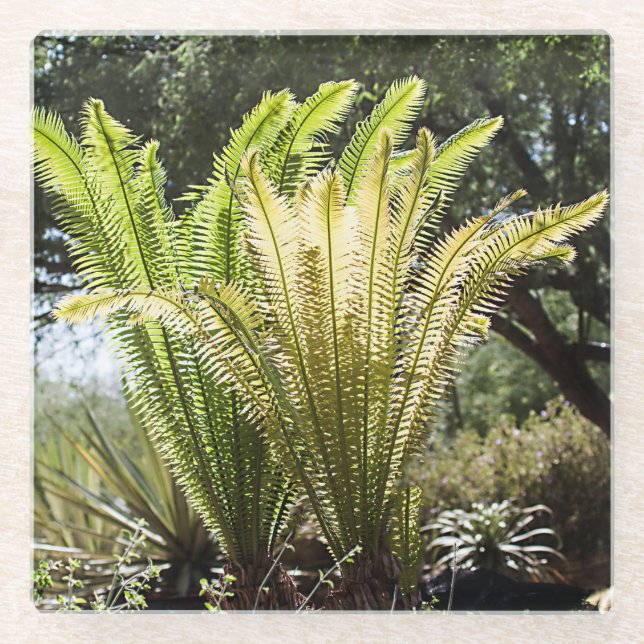 Posavasos De Vidrio Palmeras iluminadas (Anverso)