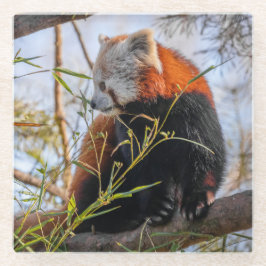 Posavasos De Vidrio Panda rojo