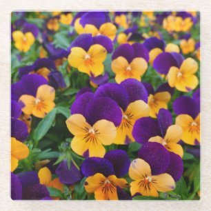 Posavasos De Vidrio Pansy Bloom: La Belleza Jardín de cerca.