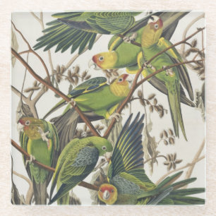 Posavasos De Vidrio Parakeet de Carolina, de "pájaros de América",