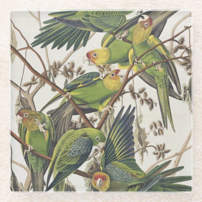 Posavasos De Vidrio Parakeet de Carolina, de "pájaros de América", (Anverso)