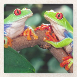 Posavasos De Vidrio Pareja de ranas de ojos rojos, Agalychinis callidr
