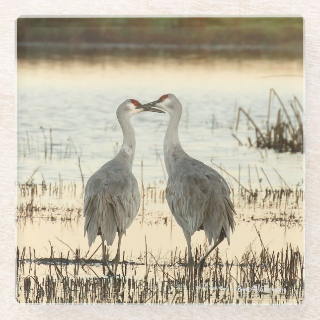 Posavasos De Vidrio Pareja Sandhill Crane Sunrise (Anverso)