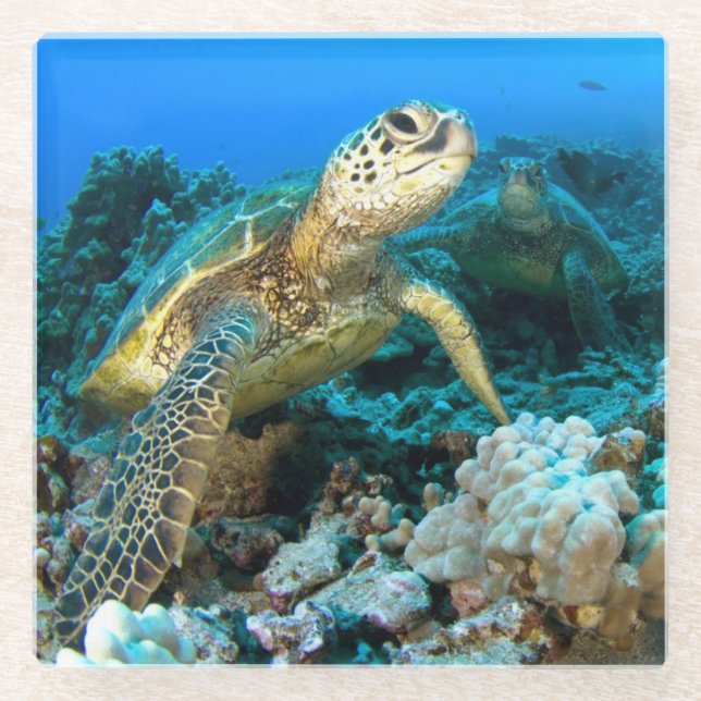 Posavasos De Vidrio Pares de la tortuga (Anverso)