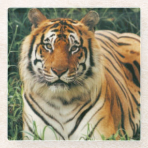 Posavasos De Vidrio Pascua de vidrio/tigre