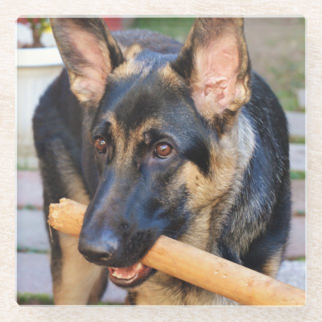 Posavasos De Vidrio Pastor alemán por Shirley Taylor (Anverso)