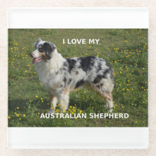 Posavasos De Vidrio pastor australiano azul merle love w pic