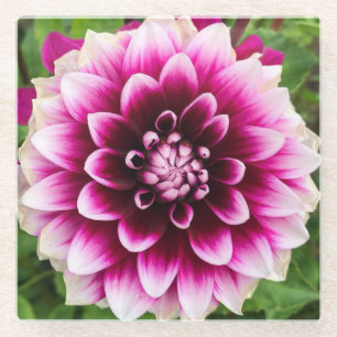 Posavasos De Vidrio Patches Dahlia