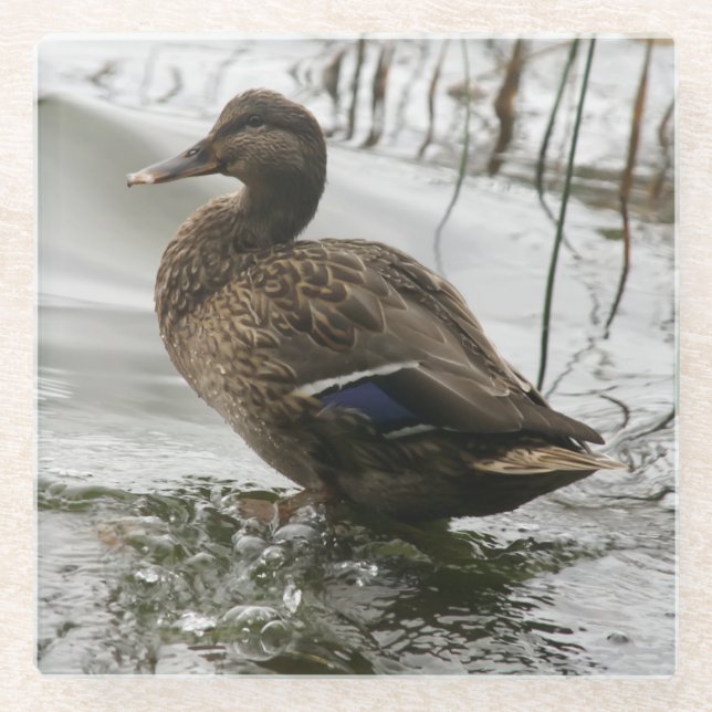 Posavasos De Vidrio Pato gris en la oscuridad del lago (Anverso)
