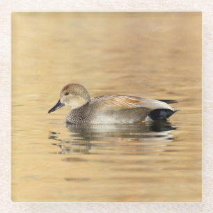 Posavasos De Vidrio Pato macho de Gadwall
