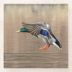 Posavasos De Vidrio Pato Mallard en vuelo
