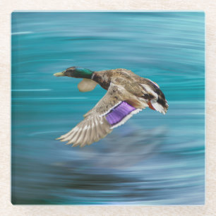 Posavasos De Vidrio Pato mallard volando