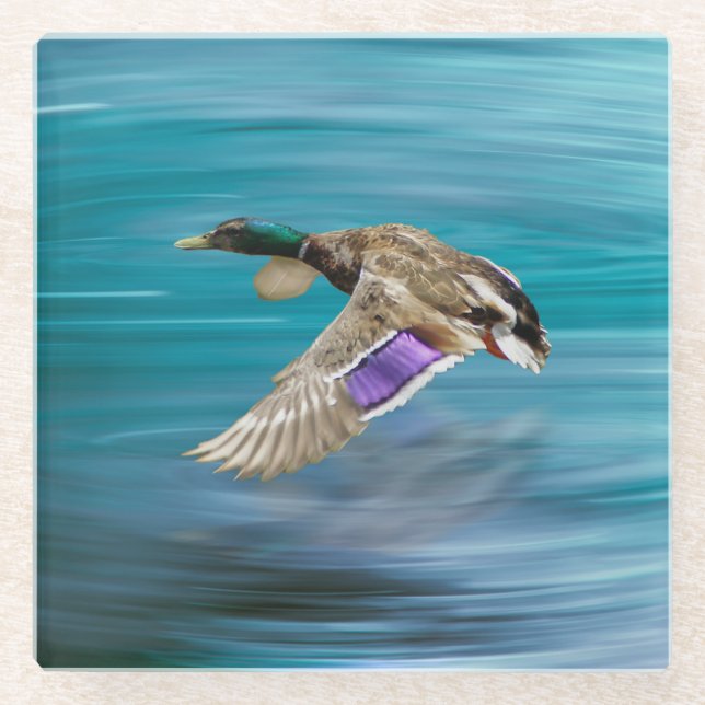 Posavasos De Vidrio Pato mallard volando (Anverso)